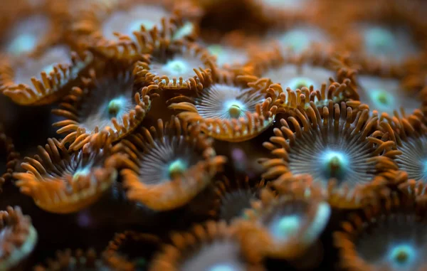 Foto Submarina Flor Naranja Como Corales Suaves Especies Zoanthus Emitiendo — Foto de Stock