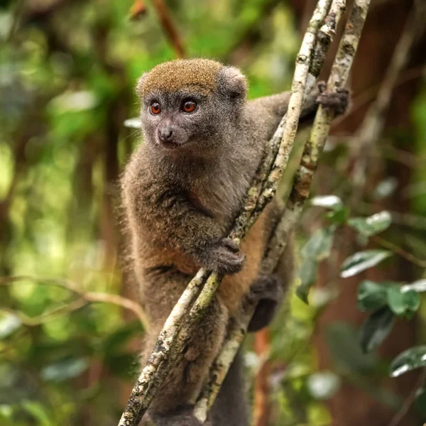 Oriental Menor Bamboo Lemur Hapalemur Griseus Segurando Uma Árvore Fina — Fotografia de Stock