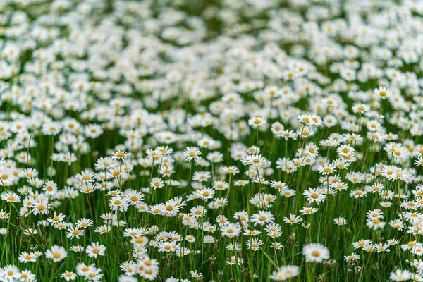 Tavaszi Rét Sok Százszorszép Virág Virágzik Sekély Mélysége Mező Fotó — Stock Fotó