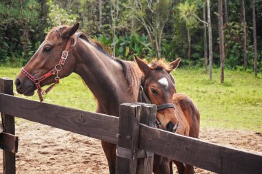 Young brown horse foal and larger one, standing next to wooden fence, blurred African jungle trees background, horseriding in Madagascar.