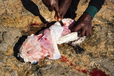 Malagasy fisher cleaning freshly caught porcupine pufferfish on the beach, detail as sun shine over his bare feet and hand holding knife cutting fish, intestines visible.
