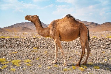 Kurak çölde küçük çimlerde otlayan açık kahverengi deve, uzaktaki küçük tepeler, El Kabil, Suudi Arabistan yakınlarındaki tipik manzara.