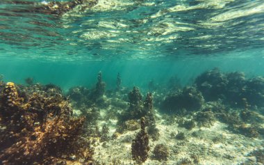 Snorkeling at Anakao, Madagascar - mostly plants on sandy sea floor visible, not much marine life, underwater photo.