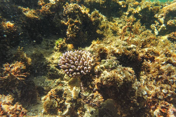 Sol Brilla Sobre Pequeños Corales Aguas Poco Profundas Snorkel Anakao — Foto de Stock