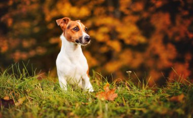 Küçük Jack Russell Teriyeri sonbaharda çayırda oturuyor, sarı ve turuncu ağaçlar arka planda bulanık