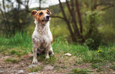 Küçük Jack Russell teriyeri yerde oturuyor, kürkü çok kirli, yukarı bakıyor, çimenler ve ağaçlar arka planda