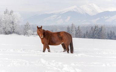 Kahverengi at kışın karla kaplı tarlada yürüyor. Arka planda bulanık ağaçlar ve dağ manzarası.