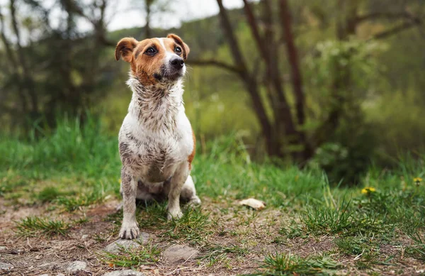 Piccolo Jack Russell Terrier Seduto Terra Sua Pelliccia Molto Sporca — Foto Stock