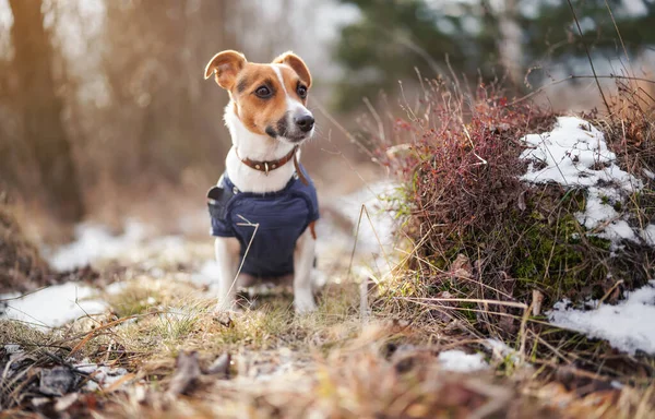 Small Jack Russell Terrier Dark Blue Winter Jacket Sitting Ground — 스톡 사진