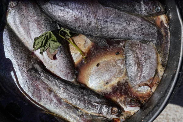 Găleată Pește Mort Mult Ferma Păstrăvi Detalii Închidere — Fotografie, imagine de stoc