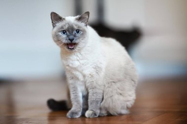 Yaşlı gri kedi delen mavi gözlü, tahta zeminde oturan ağzı açık miyav, sığ fotoğraf derinliği