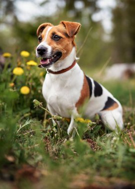 Baharda çayırda oturan küçük Jack Russell Teriyeri, yanında sarı karahindiba çiçekleri