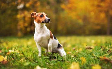 Küçük Jack Russell Teriyeri sonbaharda çayırda oturuyor, sarı ve turuncu ağaçlar arka planda bulanık
