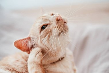 Yatakta dinlenen bej ya da krem renkli yaşlı kedi, kulağını kaşıyordu.