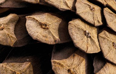 Küçük kozalaklı ağaç konisi 1.5x büyütme detayı, resim genişliği 22mm