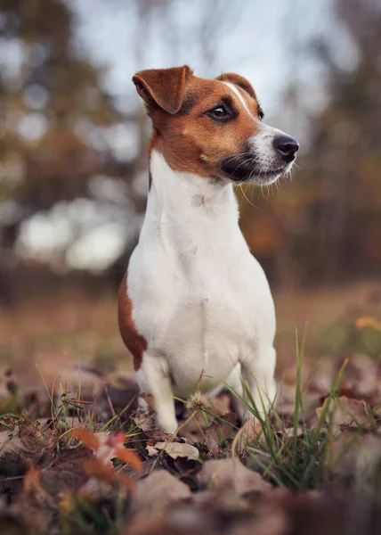 Pequeno Jack Russell Cão Terrier Sentado Folhas Marrons Fundo Outono — Fotografia de Stock