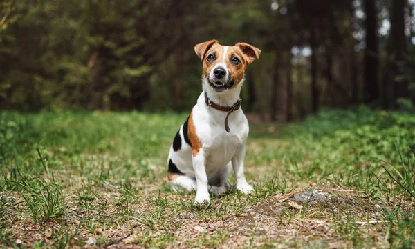 Kis Jack Russell Terrier Erdei Úton Száj Félig Nyitott Elmosódott — Stock Fotó