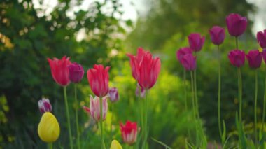 Canlı renkli laleler bahçede büyür, başlar yavaş rüzgarda hareket eder, akşam ağaçları bulanıklaşır.
