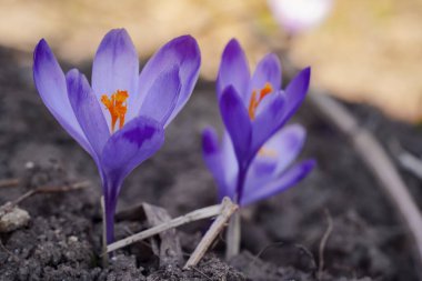 Vahşi mor ve sarı iris (Crocus heuffelianus renk değişimi), gölgede, kuru çimlerde ve yapraklarda yetişen çiçekler.
