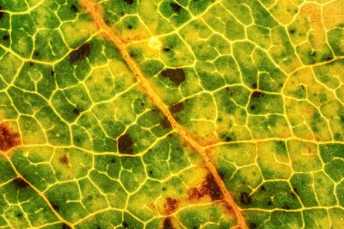 Düşen yaprak, bazı kısımları 4x mikroskop büyütme altında sarı turuncu ve koyu kahverengi noktalar. Resim genişliği 9mm