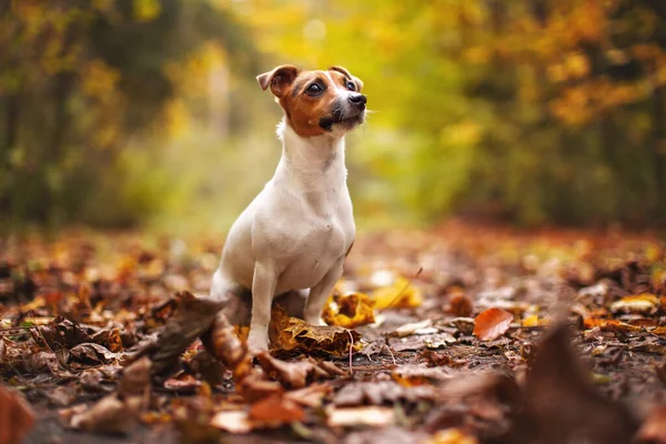 Mały Jack Russell Terrier Siedzi Łące Żółtymi Pomarańczowymi Liśćmi Jesienią — Zdjęcie stockowe
