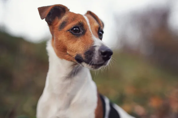 Pequeño Jack Russell Terrier Detalle Del Perro Cabeza Cara Bonito —  Fotos de Stock