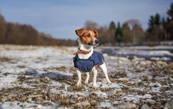 Pequeno Jack Russell Terrier Vestindo Jaqueta Inverno Azul Fica Rochas — Fotografia de Stock