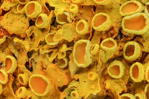 Žlutý Mořský Lišejník Xanthoria Parietina Abstraktní Mikroskop Detail Zvětšení Šířka — Stock fotografie