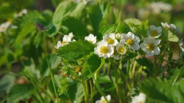 White and yellow flowers on green unripe strawberry plants, closeup detail