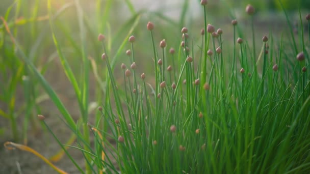 Banda Szczypiorków Rosnących Ogrodzie Większe Rośliny Już Widoczne Cebulki Kwiatowe — Wideo stockowe