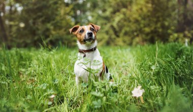 Küçük Jack Russell Teriyeri uzun çimlerin önünde oturuyor.