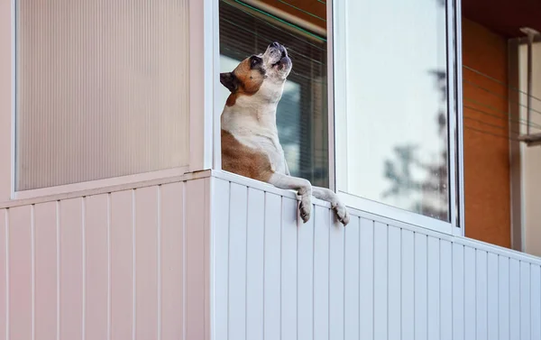 Brauner Und Weißer Boxerhund Lehnt Auf Balkon Als Schaue Nach — Stockfoto