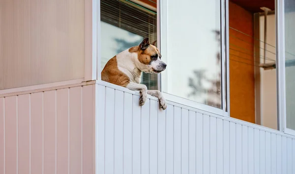 Cane Boxer Marrone Bianco Appoggiato Sul Balcone Come Guardasse Fuori — Foto Stock