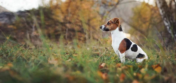 Small Jack Russell Terrier Sitting Autumn Low Grass Some Brown — Stock Photo, Image