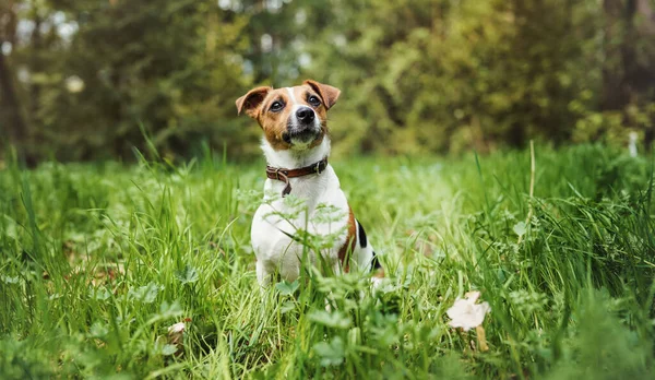 Piccolo Jack Russell Terrier Seduto Erba Alta Vista Frontale — Foto Stock