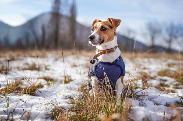 Small Jack Russell terrier stands on green grass meadow with patches of snow during freezing winter day, blurred trees and hills behind her