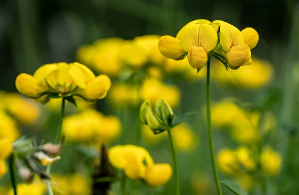 Meadow Vetchling Also Known Yellow Pea Lathyrus Pratensis Growing Green — Stock Photo, Image
