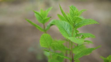 Bahçede büyüyen küçük yeşil nane bitkisi, yakın plan detayı kuru zemin arkaplanı bulanıklaştırdı, alan kamerasının derinliği soldan sağa hareket ediyor