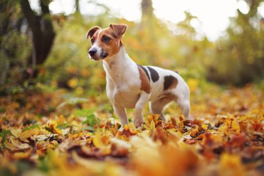 Küçük Jack Russell Teriyeri sonbaharda sarı portakal yapraklarıyla çayırda oturuyor. Arka planda bulanık ağaçlar var.