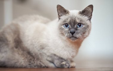 Yaşlı gri kedi delen mavi gözlü, ahşap zeminde yatıyor, sığ bir fotoğraf derinliği var.