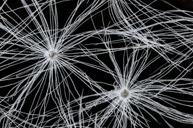 Beyaz karahindiba - Taraxacum türü - baş tohumu, siyah arka planda dikenli beyaz pappus lifleri. Mikroskop detayı, görüntü genişliği 9mm 