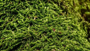 İnce yeşil yosun, Ctenidium türleri, ağaçta büyüyen ağaçlar, yakın çekim makro detayları.