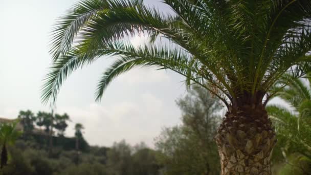 Pindo Galaretka Palma Butia Capitata Liście Poruszające Się Powolnym Wietrze — Wideo stockowe