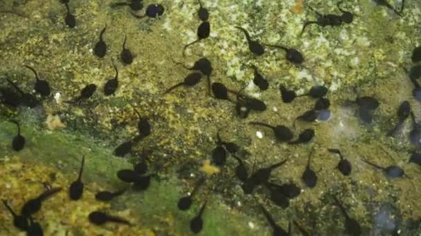 Gruppe Kleiner Schwarzer Kaulquappen Schwimmt Der Nähe Des Felsigen Teichufers — Stockvideo