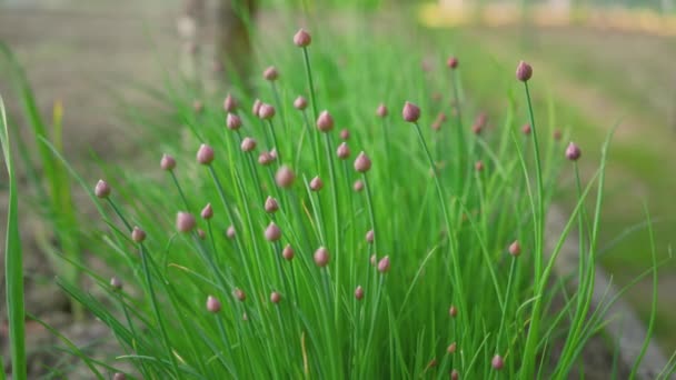 Banda Szczypiorków Rosnących Ogrodzie Większe Rośliny Już Widoczne Cebulki Kwiatowe — Wideo stockowe