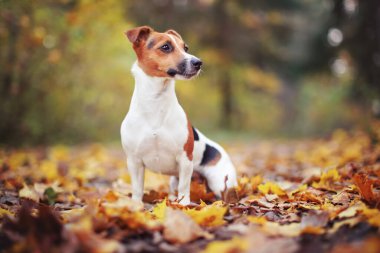 Küçük Jack Russell Teriyeri sonbaharda sarı portakal yapraklarıyla orman yolunda oturuyor. Arka planda bulanık ağaçlar var.