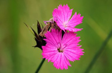 Pembe karanfil çiçekleri - dianthus türleri - çayırda yetişir, makro detayı kapatır