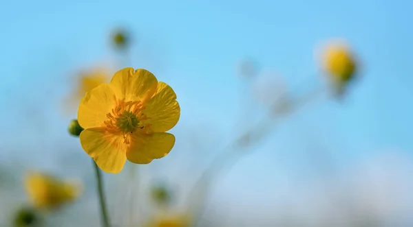 Common Meadow Buttercup Ranunculus Acris Bright Yellow Flower Blue Sky — Stock Photo, Image