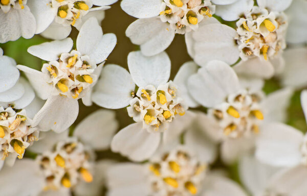 Common yarrow tiny white and yellow flowers, closeup macro detail