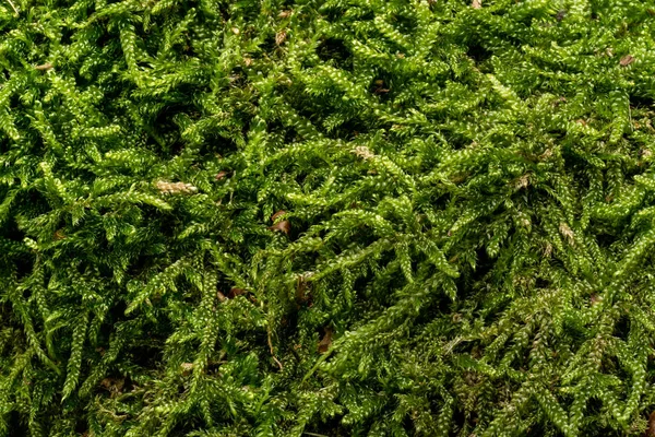 Muschio Verde Fine Specie Ctenidium Che Cresce Nella Foresta Albero — Foto Stock